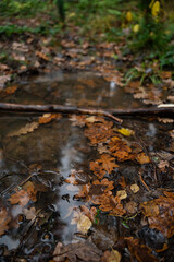 Fototapeta premium Oak leaves and other fallen leaves from trees in the forest in the fall in a rain puddle