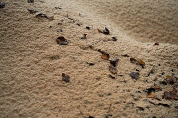 pine sawdust shavings with dry fallen leaves