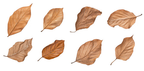 Obraz premium A collection of various dried leaves arranged in a grid pattern. their unique shapes and textures. perfect for nature-themed projects or design inspiration