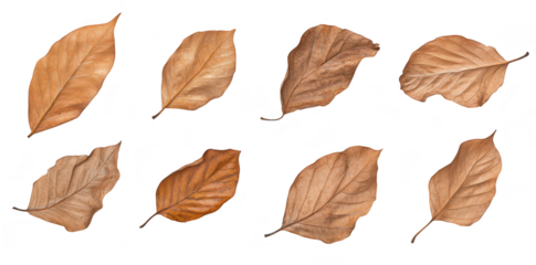 A collection of various dried leaves arranged in a grid pattern. their unique shapes and textures. perfect for nature-themed projects or design inspiration