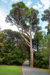 Himalayan cedar (lat. Cedrus deodara) against the blue sky on a clear sunny day. Flora is the nature of a plant.