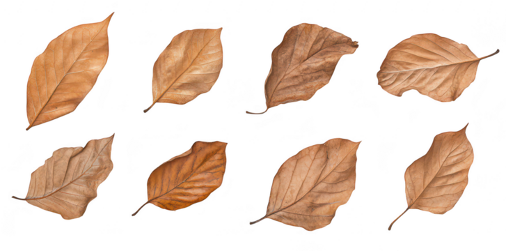 A collection of various dried leaves arranged in a grid pattern. their unique shapes and textures. perfect for nature-themed projects or design inspiration