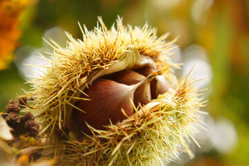 Sweet chestnuts in spiky husk close-up, autumn harvest