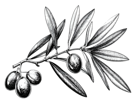 Detailed etching of an olive branch with ripening olives