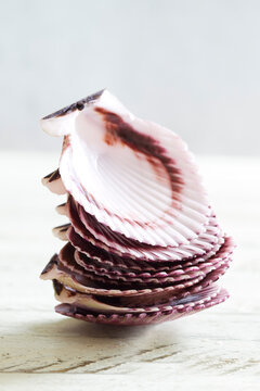 Fresh scallops in vivid purple shells stacked on a rustic white wooden table. Unique seafood still life photography highlighting shell texture, premium shellfish, gourmet delicacy