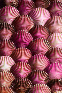 Colorful scallop shell background in pink and purple