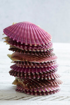 Fresh scallops in vivid purple shells stacked on a rustic white wooden table. Unique seafood still life photography highlighting shell texture, premium shellfish, gourmet delicacy