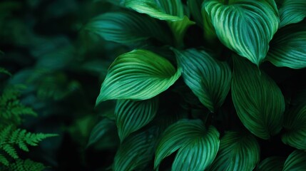 Lush green leaves display intricate patterns in a tranquil garden. The sunlight gently filters through the foliage, enhancing the natural beauty and texture of the plants