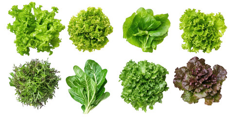 A assortment of fresh leafy greens arranged neatly. varieties such as romaine and butter lettuce. perfect for healthy meal preparations or culinary presentations