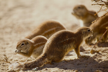 Fototapeta premium ground squirrels in Kalahari 583 