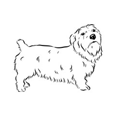 Glenn Imaal terrier, vector sketch