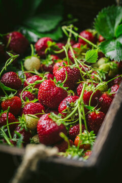 Strawberries in box side angle 2