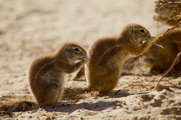 two ground squirrels in Kalahari 598  

