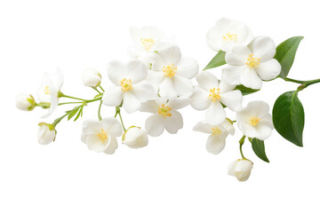 Fototapeta premium A delicate arrangement of white jasmine flowers with lush green leaves. set against a clean white background. ideal for use in floral design. invitations. or nature-themed projects