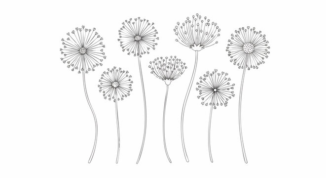Delicate hand-drawn black and white line art of dandelion seed heads on a clean white background. Evokes spring, nature, and wishes