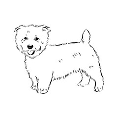 Glenn Imaal terrier, vector sketch