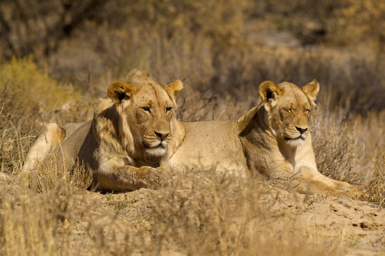 lion male and lioness rest together 366 
