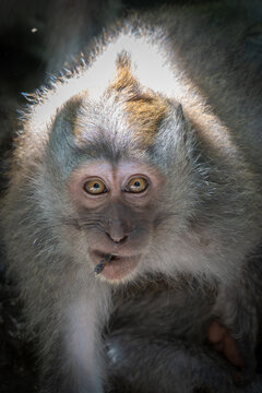 Close up portrait of a macaque looking straight into the camera