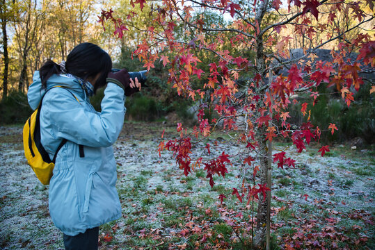 An Asian girl and a Latina girl taking pictures of frozen leaves early in the morning, among the autumn foliage on the frozen ground. The cold of early winter.