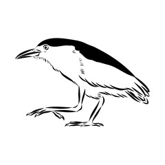 croaker bird, vector sketch