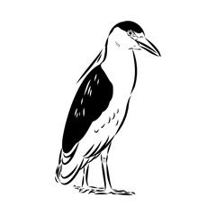 croaker bird, vector sketch