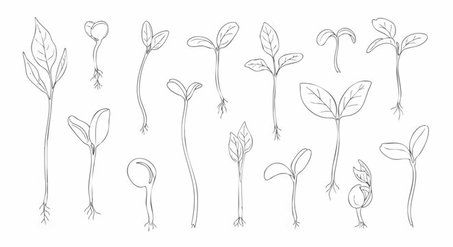 Hand-drawn illustration of various plant seedlings. Sketch style botanical art. This vector design depicts sprouts and new growth