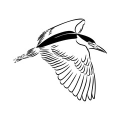 croaker bird, vector sketch