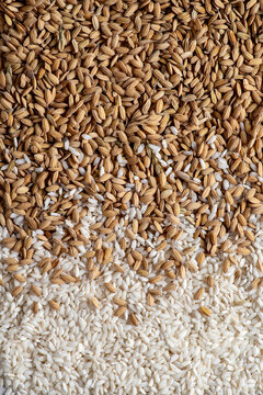Background composed of grains of raw rice and milled rice.