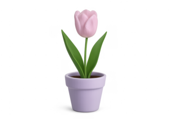 Pink tulip in pot with transparent background
