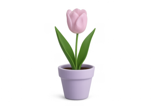 Pink tulip in pot with transparent background