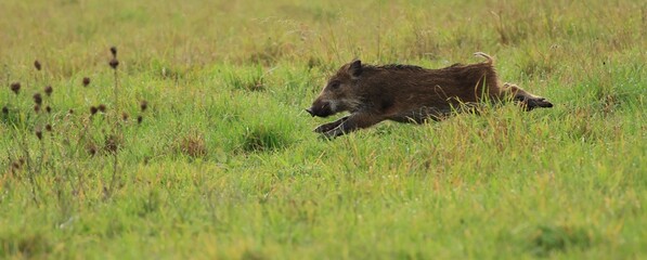 Alors que les chiens lèvent une bande de sangliers, le groupe se sépare. J'ai la chance d'en voir un traverser la prairie.