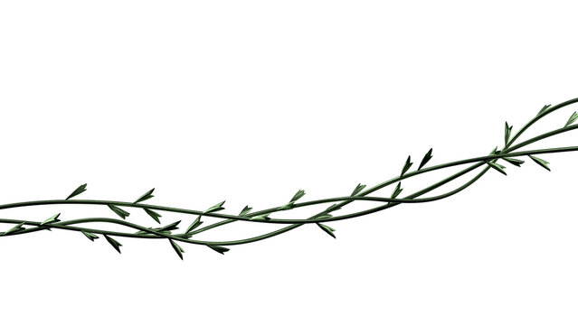 Green twisted plant twigs background. Jungle vines branches wide banner isolated. 3D rendering