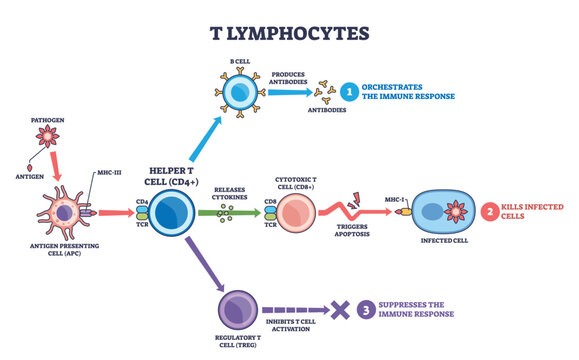 T lymphocytes diagram shows helper, cytotoxic, and regulatory T cells coordinating immunity, key objects, helper T cell, cytotoxic T cell, infected cell. Outline diagram