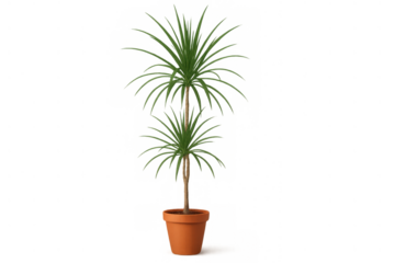 Dracaena marginata houseplant in terracotta pot, growing tall with green leaves, transparent background