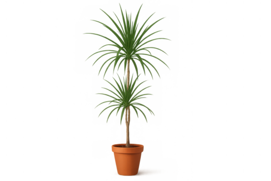 Dracaena marginata houseplant in terracotta pot, growing tall with green leaves, transparent background