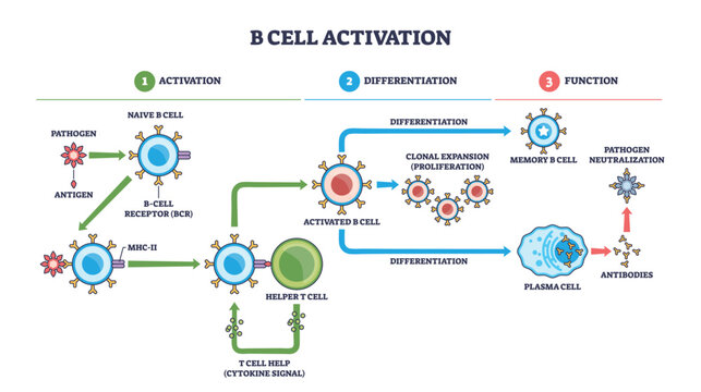 B cell activation pathway showing naive B cell, helper T cell, and antibodies, antigen signals drive clonal expansion to memory and plasma cells. Outline diagram