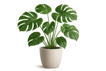 Monstera deliciosa houseplant in white pot with large green leaves on transparent background