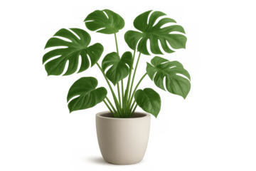 Monstera deliciosa houseplant in white pot with large green leaves on transparent background