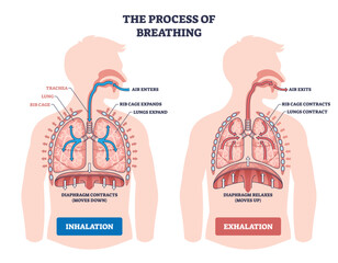 Breathing process shown through inhalation and exhalation with lungs, diaphragm, and rib cage illustrating airflow, expansion and contraction for gas exchange. Outline diagram