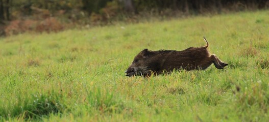 Alors que les chiens lèvent une bande de sangliers, le groupe se sépare. J'ai la chance d'en voir un traverser la prairie.