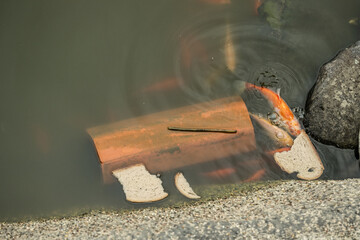 fisch teich goldfisch