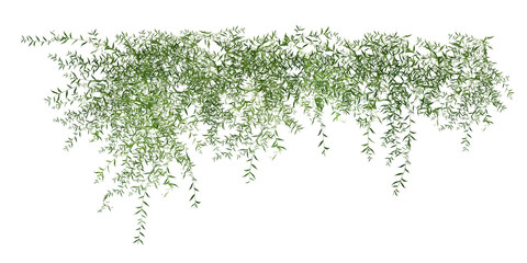green grass isolated on white/Green hanging vine plant with small leaves isolated on white background, perfect for natural decoration and botanical design concepts. © Saharattaphum