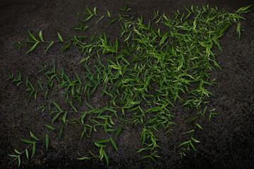 green tea leaves/Green climbing vine with small leaves spreading on dark textured wall, natural background for eco and botanical design concepts.