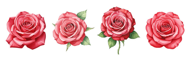 Watercolor Red Rose Flower