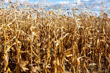 Field of Corn for Harvest