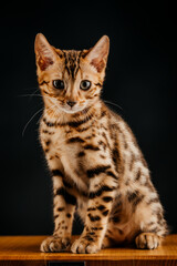 Gorgeous Spotted Bengal Cat with black background.