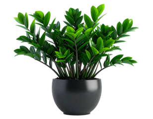Lush green plant with dark stems in a stylish black pot against a black background