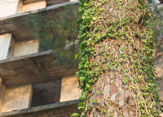 Obraz premium Ivy covered tree trunk in front of old concrete building 