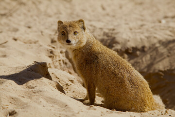 yellow mongoose looking attentively, close 971