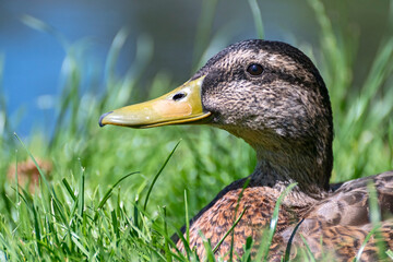 Portrait einer Stockente